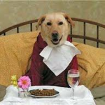 Healthy Pets